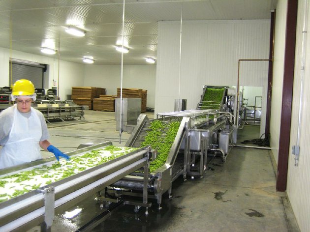 a-worker-processes-edamame-a-choice-type-of-soybean-at-the-recently-opened-american-vegetable-soybean-and-edamame-inc-plant-in-mulberry