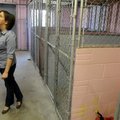 Courtney Kremer, animal services manager, looks around the old animal shelter Friday in Springdale. 