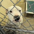 A dog waits to be adopted Friday at the Springdale Animal Shelter. The department plans to remodel t...