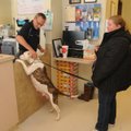 Bud Norman, shelter manager, pets a pit bull on Thursday handled by Evelyn Collins, a volunteer. Abo...