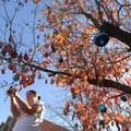 Catherine Calhoun of Fayetteville decorates a flowering dogwood tree Sunday in front of her home on ...