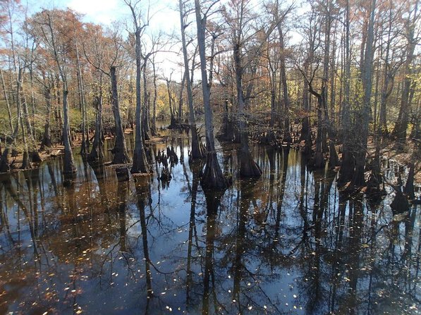 
                           It's easy to get lost in a swamp, but the Arkansas Water Trail at Bayou De View helps paddlers find their way.