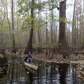 Margaret Bartelt of Little Rock padddles along Bayou De View. 