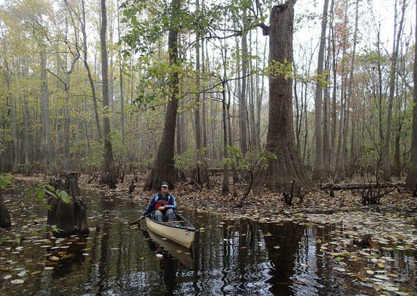 
                           Margaret Bartelt of Little Rock padddles along Bayou De View. 