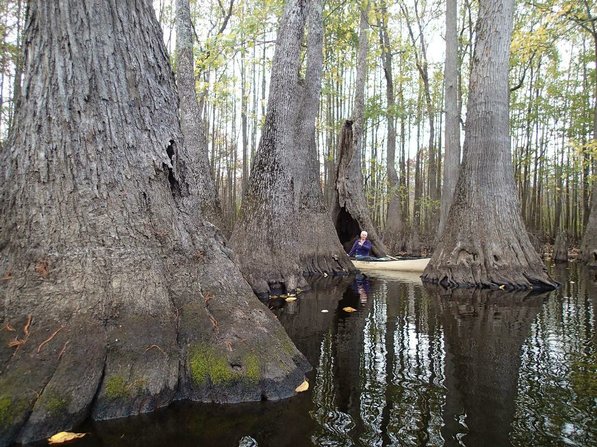 
                           Debbie Doss of Conway paddles on Nov. 9 among tupelo and cypress trees of the Bayou De View swamp in east-central Arkansas.