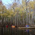The swamp's fall color puts on a show for Mikki White, from left, Zoie Clift and Kirsten Bartlow.   ...