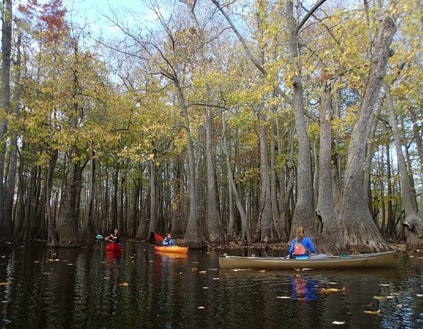 
                           The swamp's fall color puts on a show for Mikki White, from left, Zoie Clift and Kirsten Bartlow.       