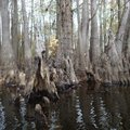 Cypress knees are a mysterious feature in the Bayou De View swamp.         