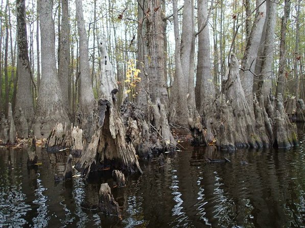 
                           Cypress knees are a mysterious feature in the Bayou De View swamp.         