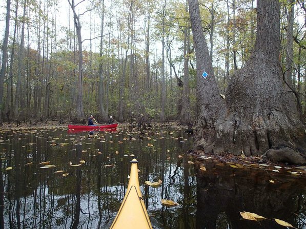 
                           Blazes on trees help paddlers find their way through the swamp on this Arkansas Water Trail at Bayou De View. The Arkansas Game & Fish Commission is developing water trails around the state.         