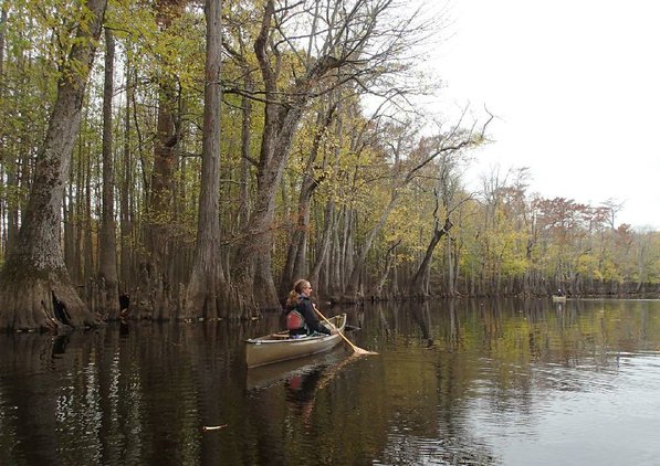 
                           Kirsten Bartlow, watchable wildlife coordnator with Game & Fish, paddles along Lake Hickson, a natural lake that is a wide spot along Bayou De View.       