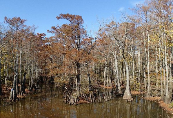 
                           East Arkansas swamps are part of the Arkansas Water Trails system. Bayou De View near Brinkley, shown here, and the swamp at Arkansas Post near DeWitt are two of the water trails.   