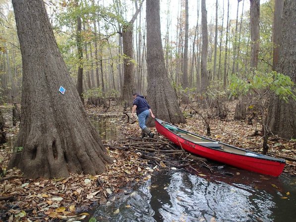
                           Low water has troubled swamp paddlers this year just as it has hampered paddling on upland streams. Mikki White drags her canoe over a low spot during a trip along the Bayou De View water trail.