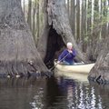Debbie Doss of Conway paddles frequently among the majestic trees of the Bayou De View swamp.     
