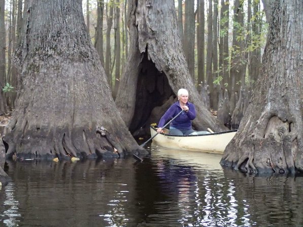
                           Debbie Doss of Conway paddles frequently among the majestic trees of the Bayou De View swamp.     