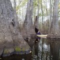 Debbie Doss of Conway explores the wonders of a swamp while paddling on Bayou De View, one of the ro...