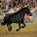 Frederik the Great, a Friesian stallion, takes center stage during the presentation of The Black Sta...