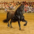 Frederik The Great, a Friesian stallion, takes center stage Thursday during the presentation of “The...
