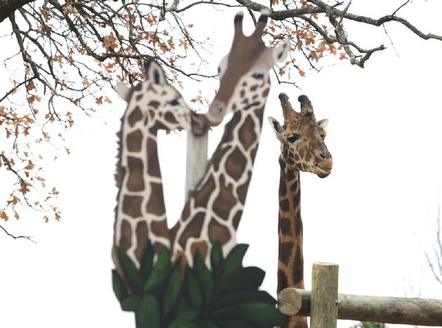 zoo mcf