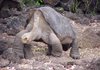 Brad Evans of Yahoo! Sports’ fantasy blog Roto Arcade compared Oakland Raiders running back Darren McFadden (Pulaski Oak Grove, Arkansas Razorbacks) to a Galapagos tortoise (above) without legs. 