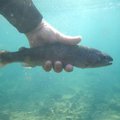 Fishermen love 'em and let 'em go during catch and release season at Roaring River.         