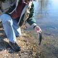 Several rainbow trout of this size were caught and released by Tonkinson at Roaring River on Nov. 16...