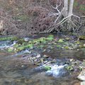 Fly fishing is king during the catch and release trout fishing season at Roaring River State Park ne...