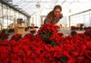Eulanda Brown picks through poinsettias Thursday in a Park Brothers Farm greenhouse in Van Buren. Brown works for Taylor Nursery in Russellville, a wholesale customer of the farm. 
