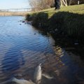 Chained fish stay fresh in the water as Avelardo Fuentes tries to catch his last trout of the day Mo...