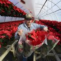 Adam Robertson gathers up wrapped poinsettias while fulfilling an order Tuesday for delivery to a Ro...