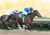 Najjaar (5), a two-time winner at Oaklawn Park in Hot Springs last season, breezed 3 furlongs Friday morning in preparation for the 2013 Oaklawn season. 