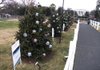  tree from Arkansas is one of 56 Christmas trees from each state and territory that surround the national Chirstmas tree at the White House in Washington. Arkansas’ tree, which was sponsored by students from Rockefeller Elementary, includes ornaments made by Sharon Boyd-Struthers. The focus of the tree is the social and economic strides made in the state by Gov. Wintrhop Rockefeller, a Republican who was the state’s chief executive from 1967-1971. 