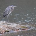 A great blue heron roosts on the shore of Lake Atalanta on Tuesday with its feathers fluffed to fend...