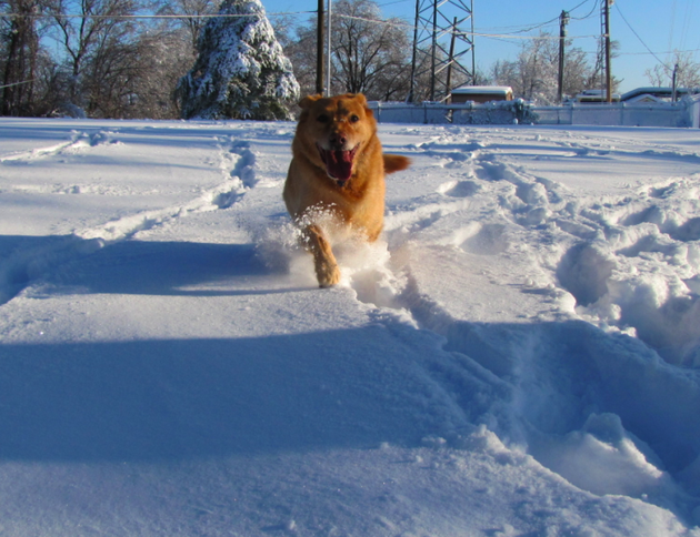 a-dog-plays-in-the-snow-wednesday-in-little-rocks-knoop-park