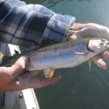 Trolling Colorado spoons worked to catch rainbow trout such as this one at the White River below Bea...