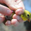 A goldfinch gets a tiny leg band during a bird-banding project at Hobbs State Park-Conservation Area...
