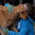 Brooke Schultz, 13, hugs and pets her golden retriever, Rylee, Tuesday before the start of the Clubh...