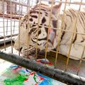 Zeus, a white tiger, licks at edible paint on a piece of art sold during an online auction to benefi...