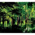 This cyprus swamp — Apple Lake — drains into the Cash River, which drains into the White River. It’s...
