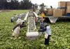 Workers harvest lettuce in California’s Salinas Valley. A regulatory proposal issued Friday by the Food and Drug Administration requires produce farms with a “high risk” of contamination to create new hygiene, soil and temperature controls. 