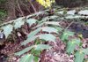This mahonia was blooming beside Five Mile Creek in North Little Rock in December. 