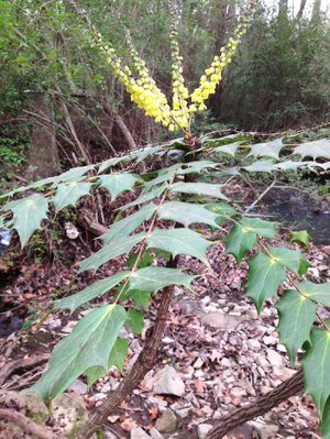 This mahonia was blooming beside Five Mile Creek in North Little Rock in December. 