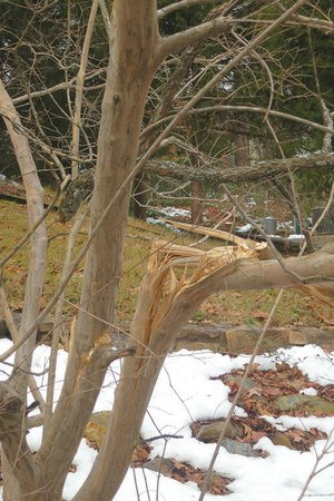 Weighty snow split the branches of this yaupon holly during the Christmas storm. 