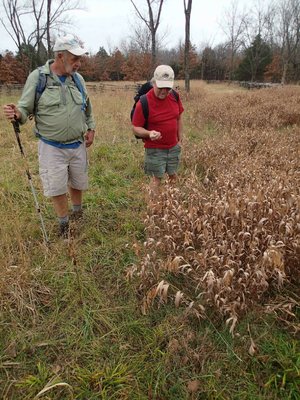 Bob Ross, left, and Dennis Heter examine native plant life during the hike.