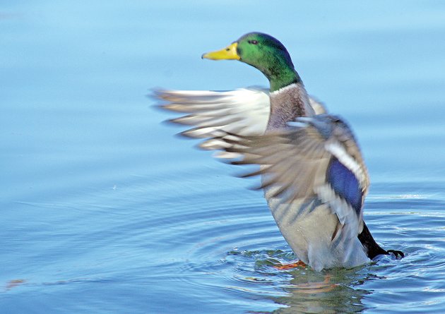 mallards-are-the-most-common-most-often-hunted-ducks-in-arkansas-and-throughout-the-mississippi-flyway