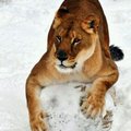 Nyla, 20, the oldest lion at the Little Rock Zoo (shown here in June 2000), died Tuesday of liver ca...