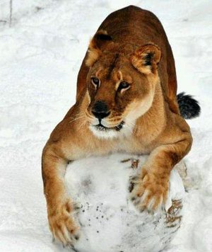 Nyla, 20, the oldest lion at the Little Rock Zoo (shown here in June 2000), died Tuesday of liver cancer. 