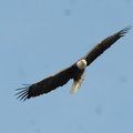 A bald eagle soars over Beaver Lake on Friday near Lost Bridge park. The tally was 136 bald eagles —...