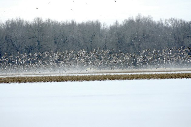a-huge-group-of-mallards-and-other-species-of-ducks-takes-flight-from-a-flooded-field-between-the-cache-and-white-rivers-in-eastern-arkansas-the-white-river-corridor-in-the-natural-state-has-long-been-a-haven-for-fish-and-game-as-well-as-those-who-pursue-them-on-jan-9-the-white-river-and-its-watershed-were-named-a-national-blueway-because-of-the-areas-value-to-the-state-with-regard-to-the-economy-recreation-and-nature