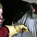Lynn Sciumbato of Morning Star Wildlife Refuge introduces Igor, a turkey vulture. Sciumbato will be ...